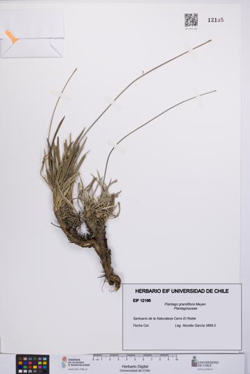 Plantago grandiflora [Espécimen: UCH:EIF:0012195]