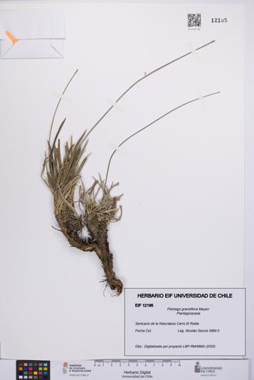 Plantago grandiflora [Espécimen: UCH:EIF:0012195]