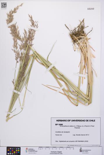 Arrhenatherum elatius [Espécimen: UCH:EIF:0012200]