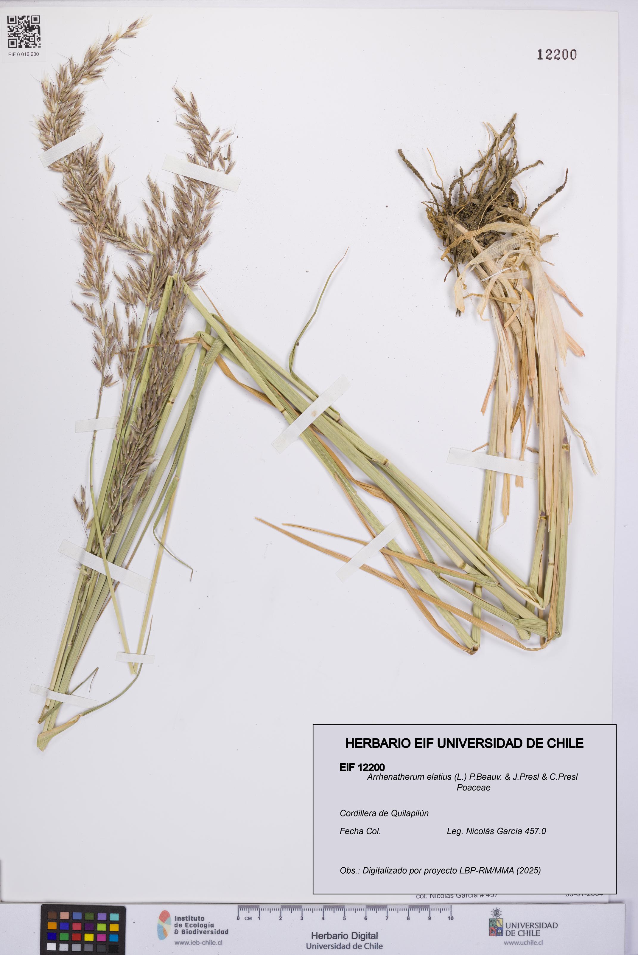 Arrhenatherum elatius [Espécimen: UCH:EIF:0012200]