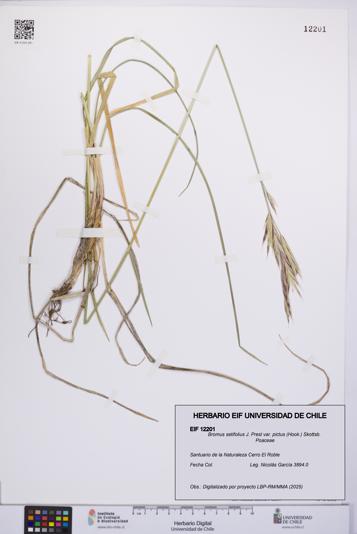 Bromus setifolius var. pictus [Espécimen: UCH:EIF:0012201]