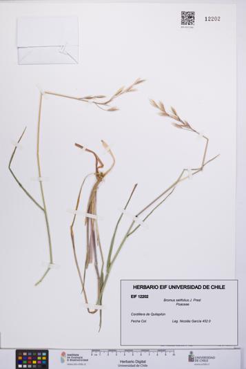 Bromus setifolius [Espécimen: UCH:EIF:0012202]