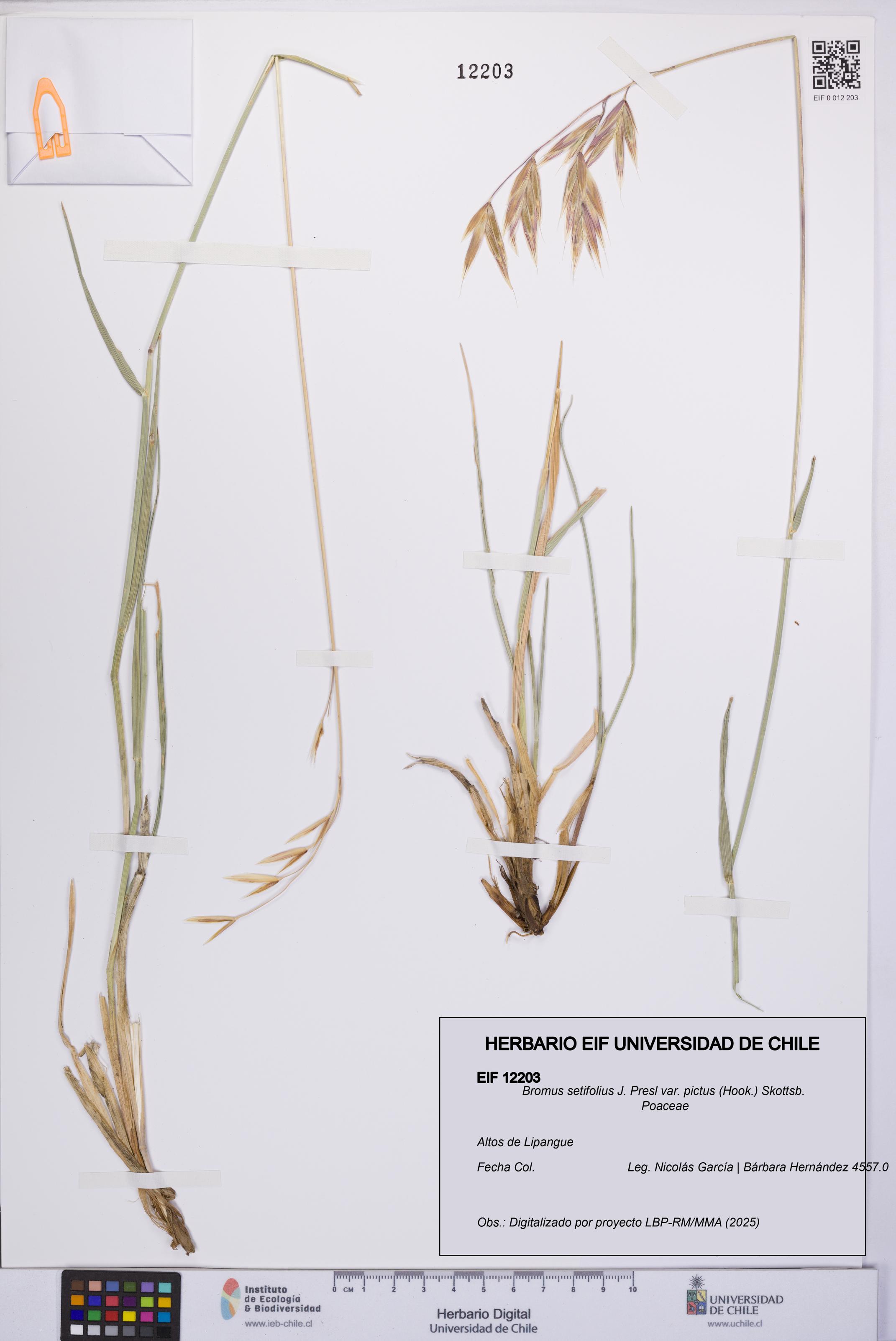 Bromus setifolius var. pictus [Espécimen: UCH:EIF:0012203]