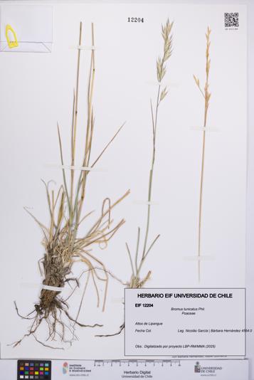 Bromus tunicatus [Espécimen: UCH:EIF:0012204]