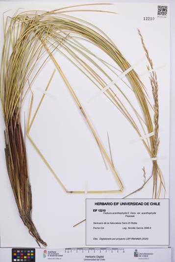 Festuca acanthophylla [Espécimen: UCH:EIF:0012210]