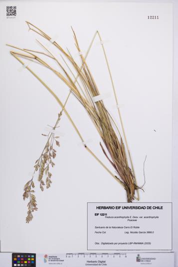 Festuca acanthophylla [Espécimen: UCH:EIF:0012211]