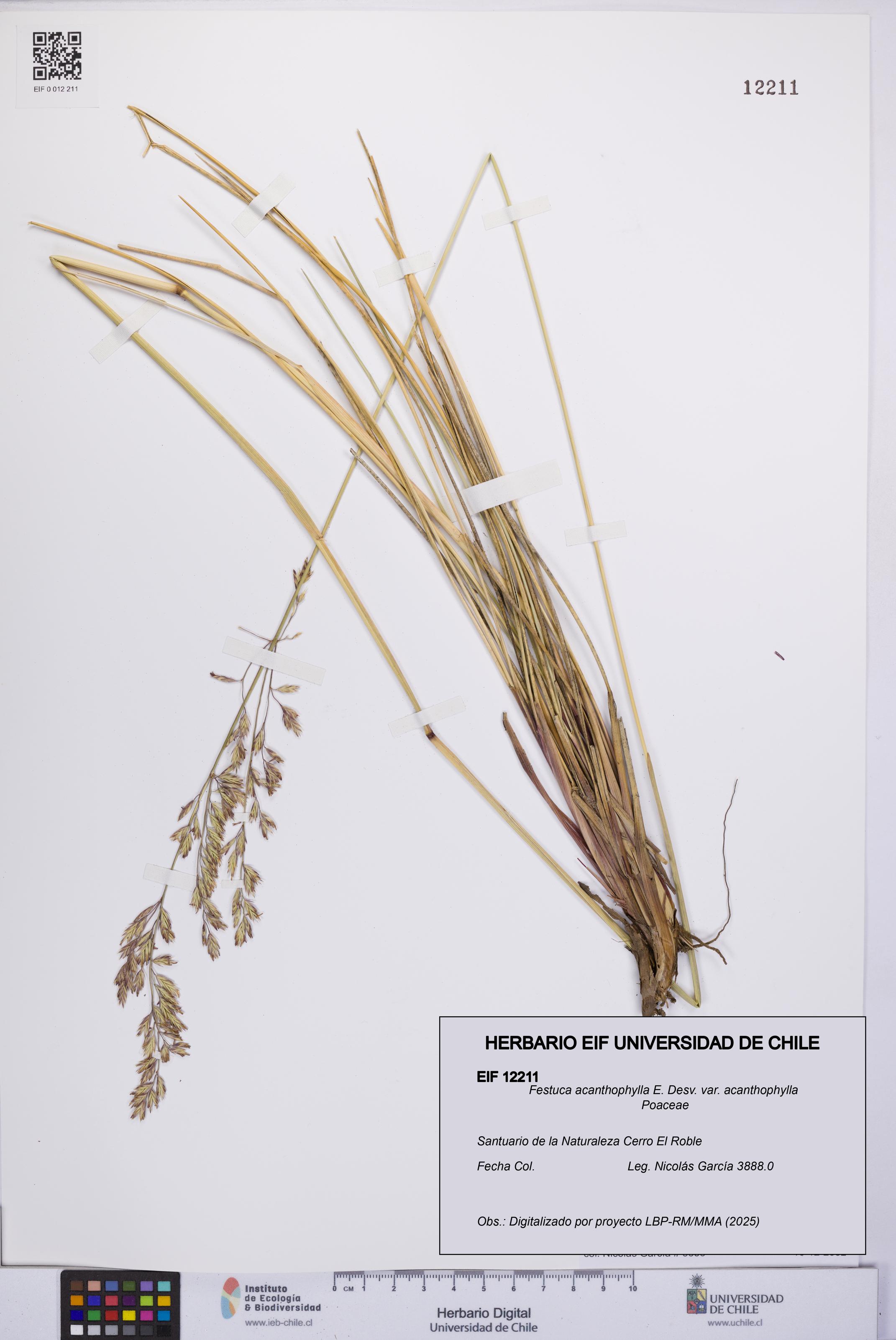 Festuca acanthophylla [Espécimen: UCH:EIF:0012211]