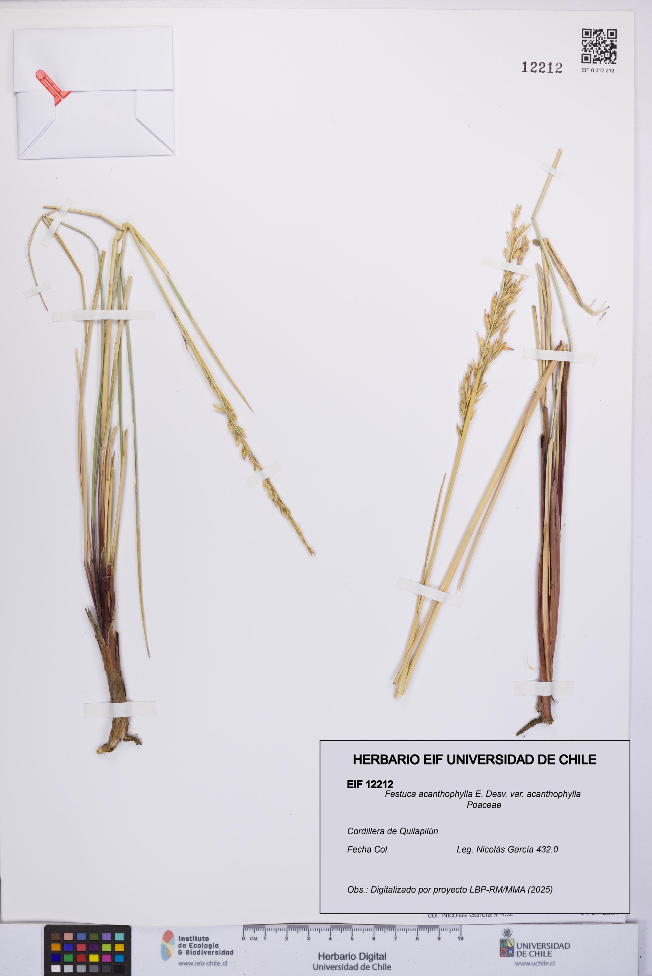 Festuca acanthophylla [Espécimen: UCH:EIF:0012212]