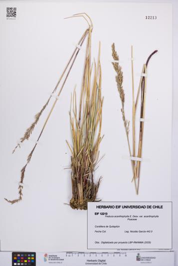 Festuca acanthophylla [Espécimen: UCH:EIF:0012213]