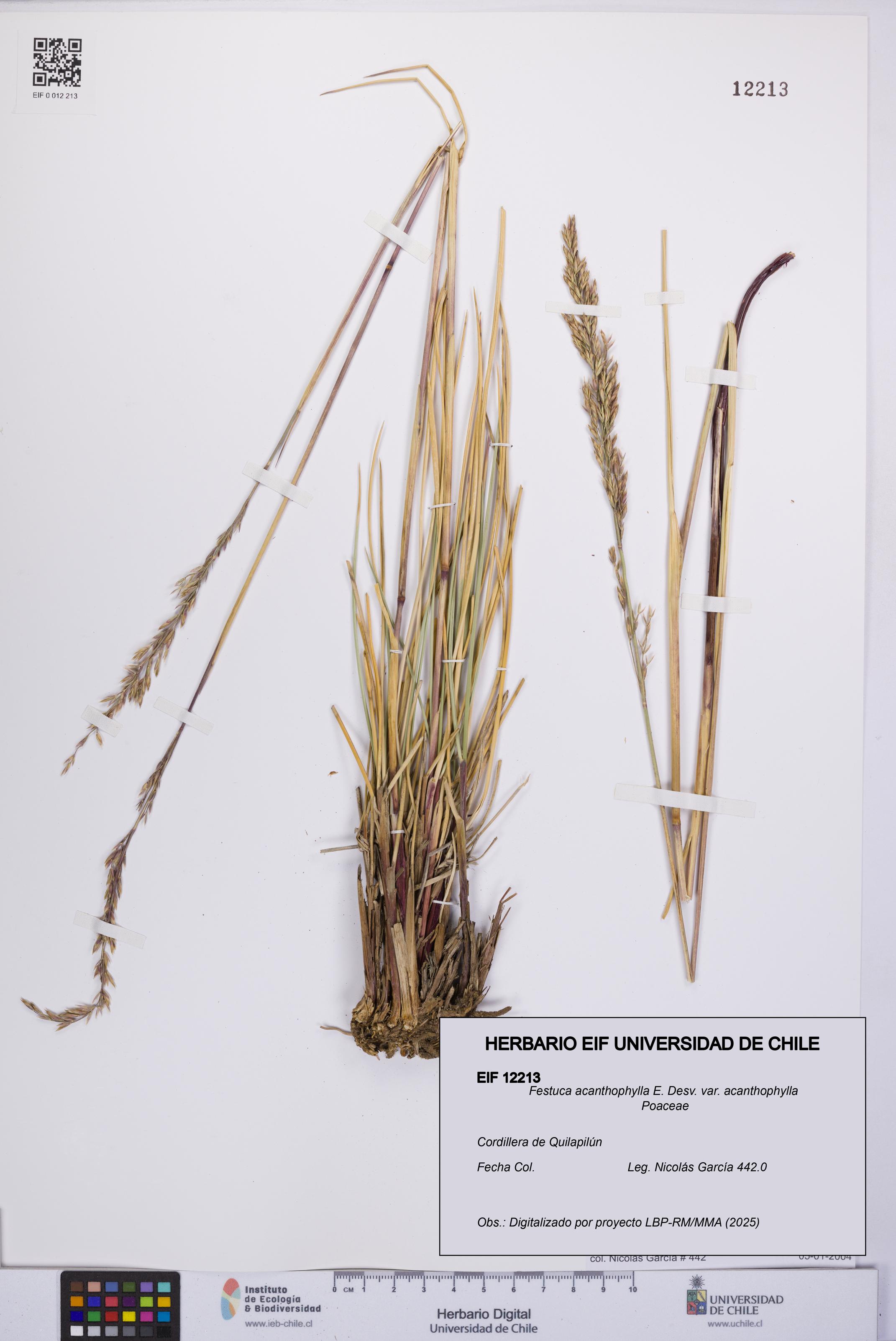 Festuca acanthophylla [Espécimen: UCH:EIF:0012213]