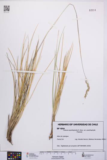 Festuca acanthophylla [Espécimen: UCH:EIF:0012214]