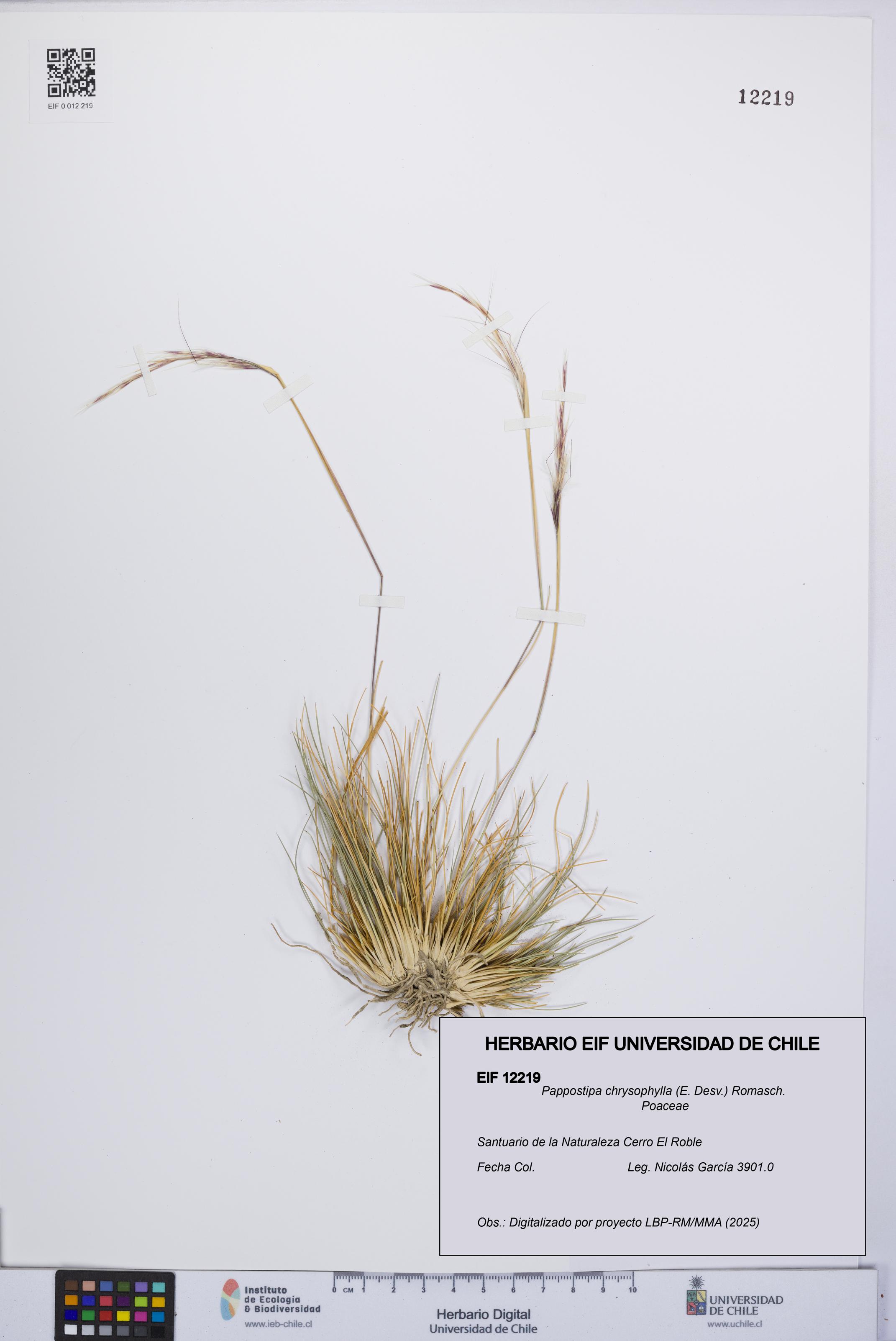 Pappostipa chrysophylla [Espécimen: UCH:EIF:0012219]