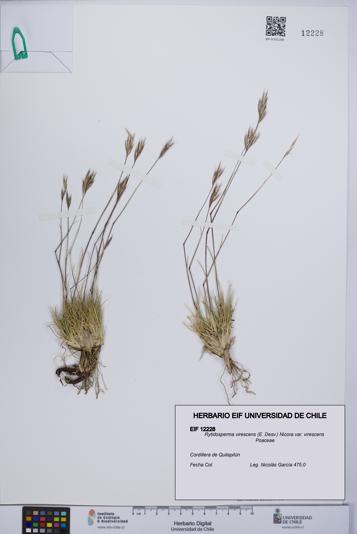 Rytidosperma virescens var. virescens [Espécimen: UCH:EIF:0012228]