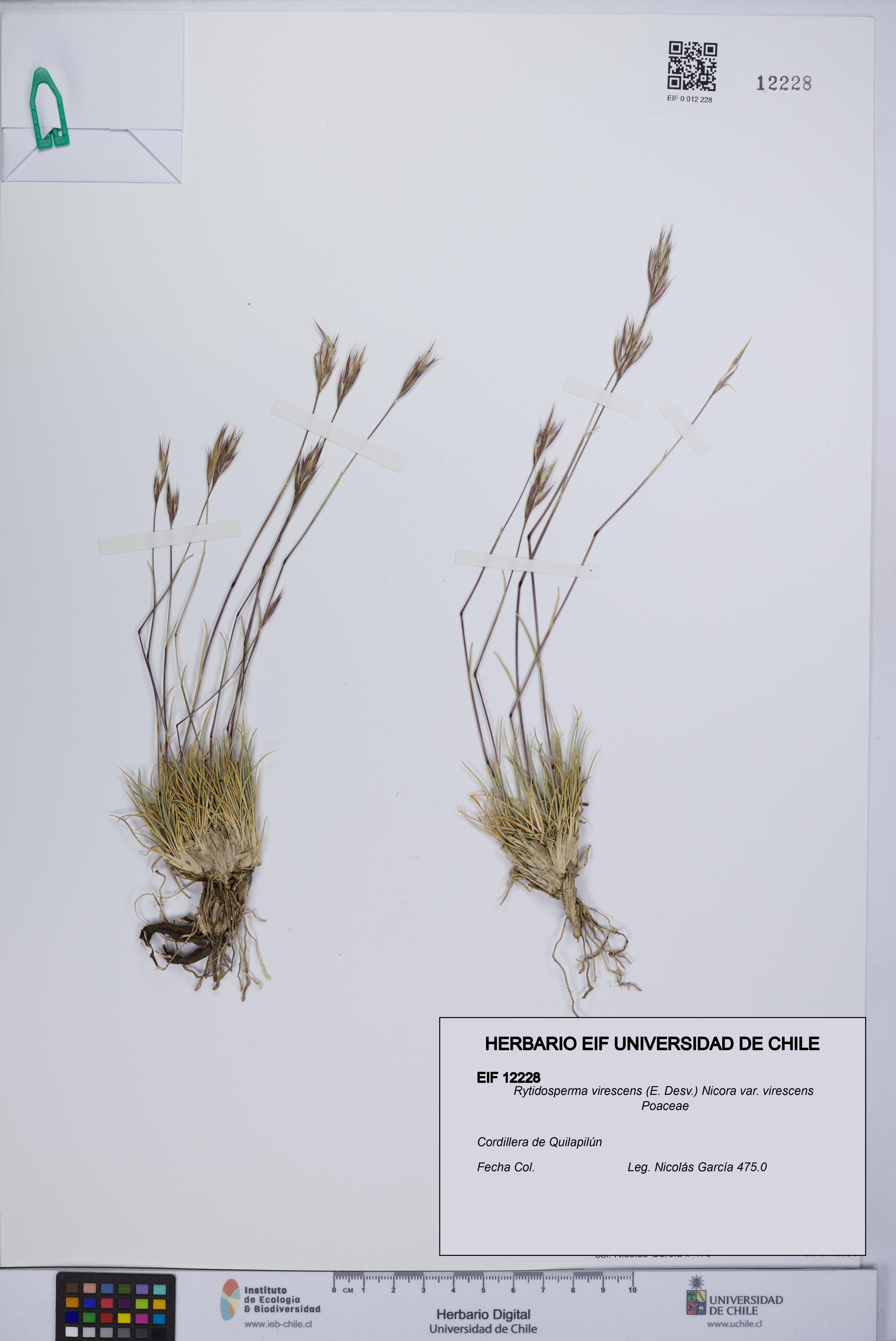 Rytidosperma virescens var. virescens [Espécimen: UCH:EIF:0012228]