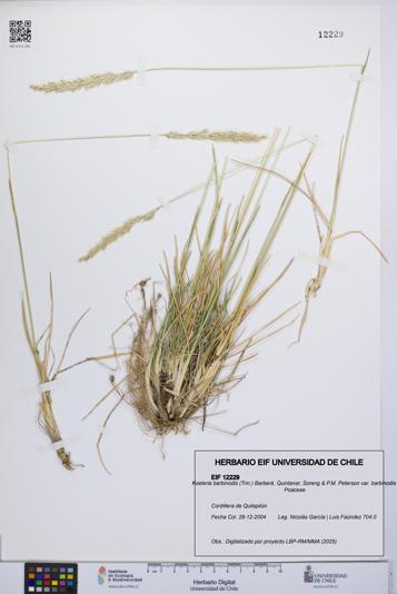 Koeleria barbinodis [Espécimen: ]