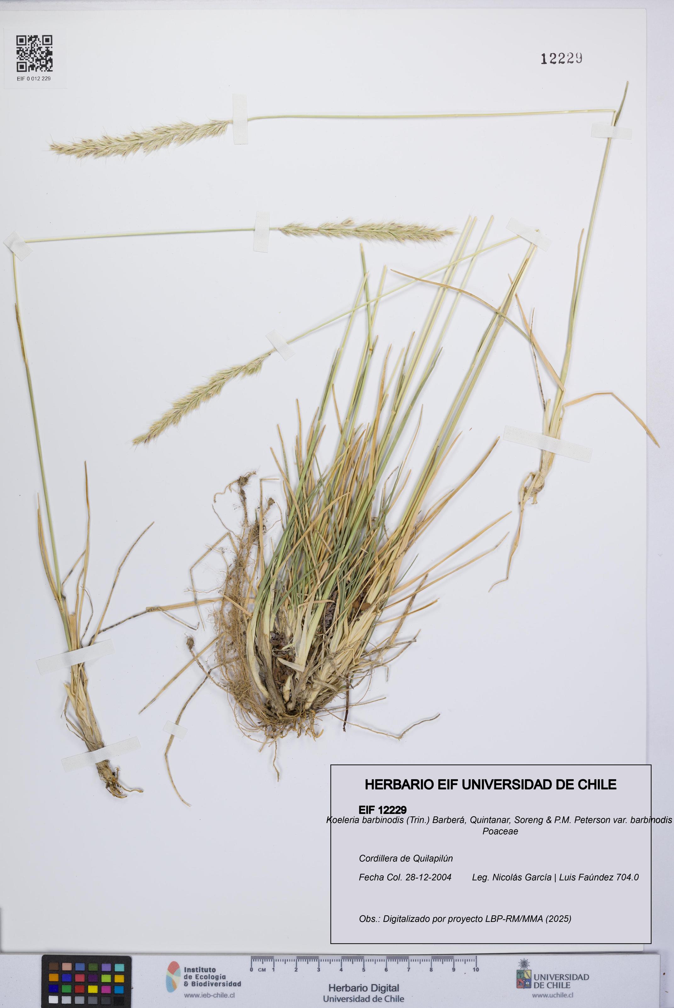 Koeleria barbinodis [Espécimen: ]