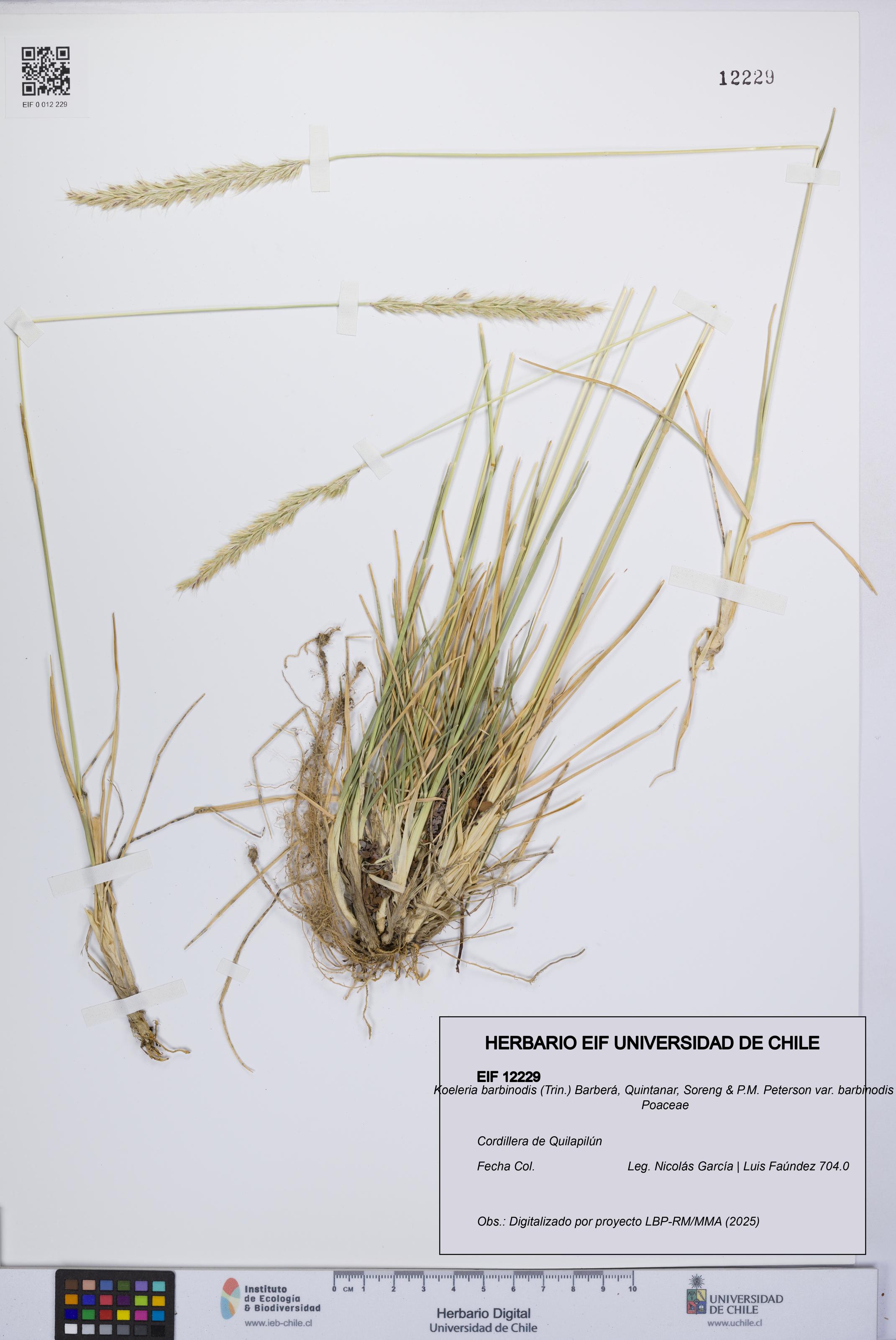 Koeleria barbinodis var. barbinodis [Espécimen: UCH:EIF:0012229]