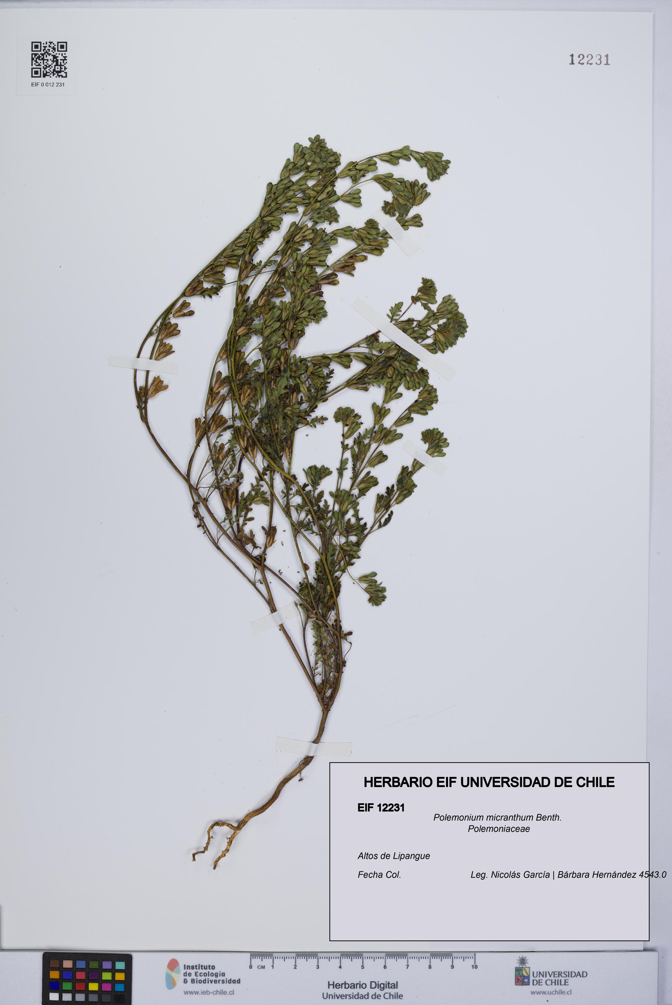 Polemonium micranthum [Espécimen: UCH:EIF:0012231]