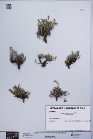 Polygonum bowenkampii [Espécimen: UCH:EIF:0012232]