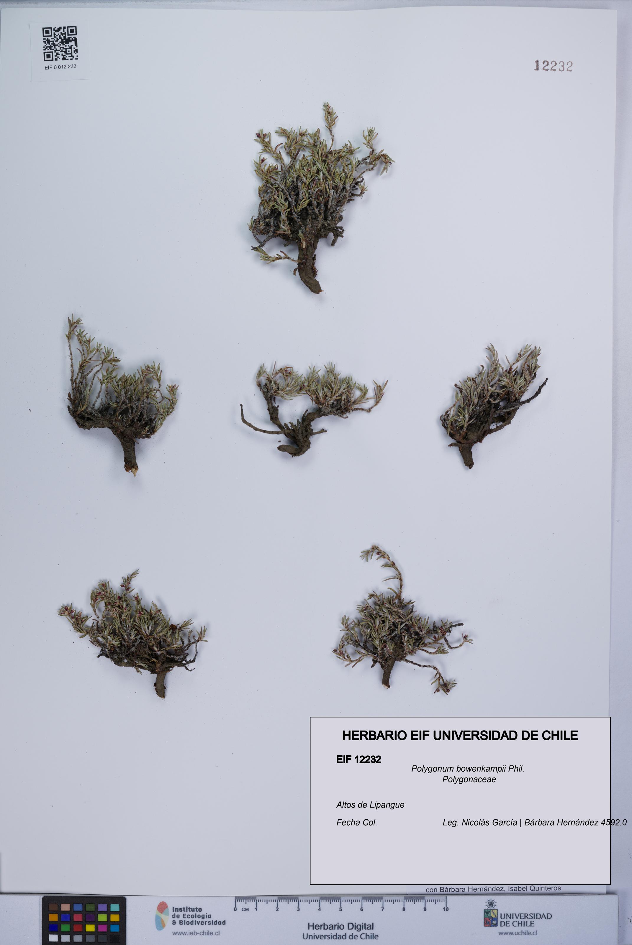 Polygonum bowenkampii [Espécimen: UCH:EIF:0012232]