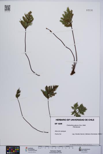 Cheilanthes glauca [Espécimen: UCH:EIF:0012235]