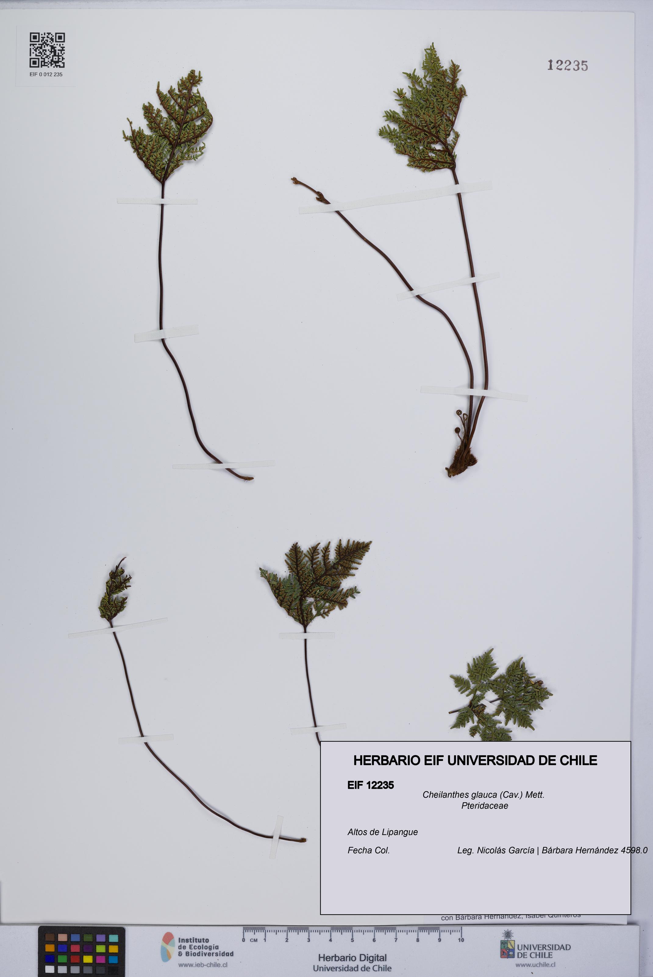 Cheilanthes glauca [Espécimen: UCH:EIF:0012235]