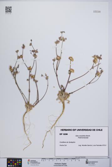 Gilia crassifolia [Espécimen: UCH:EIF:0012238]