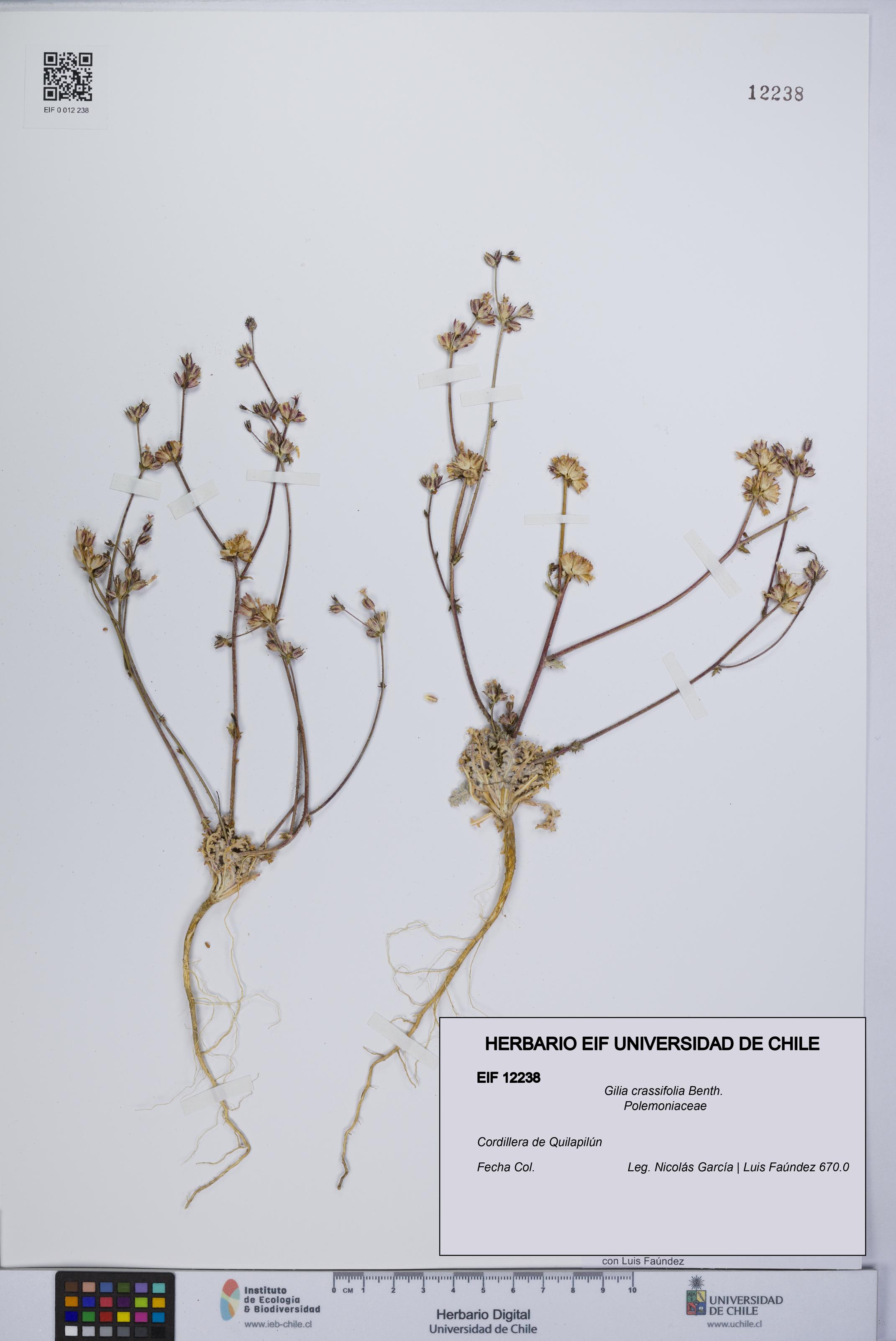 Gilia crassifolia [Espécimen: UCH:EIF:0012238]