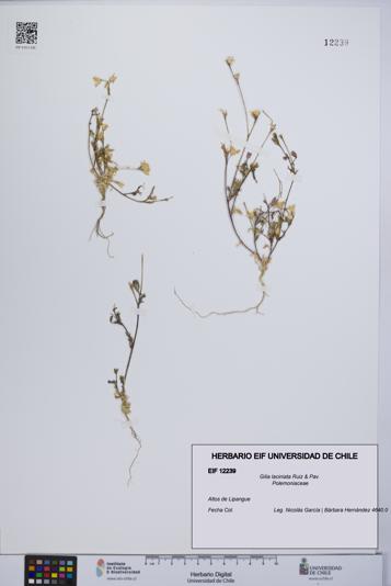 Gilia laciniata [Espécimen: UCH:EIF:0012239]