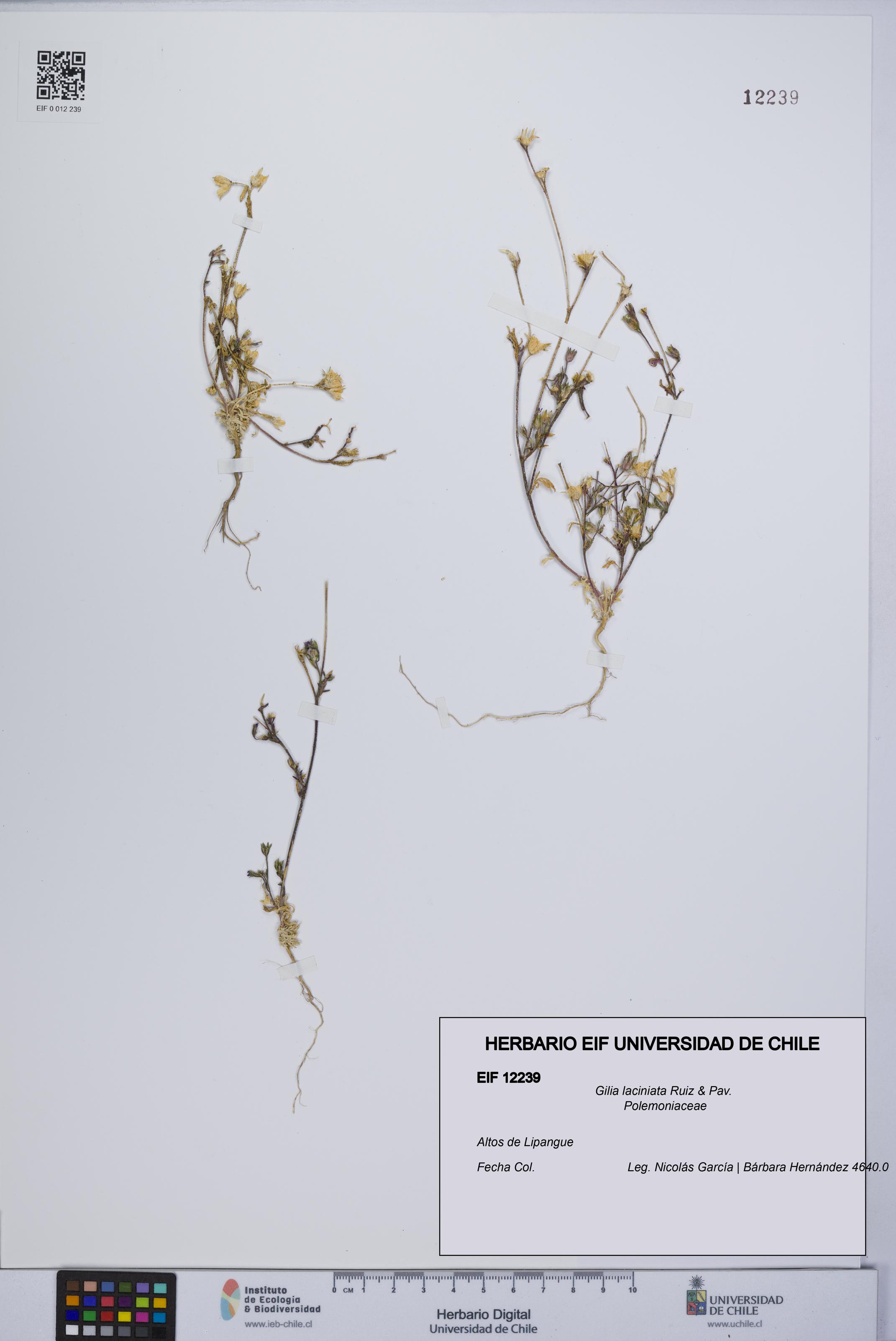 Gilia laciniata [Espécimen: UCH:EIF:0012239]