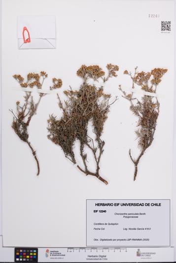 Chorizanthe paniculata [Espécimen: UCH:EIF:0012240]