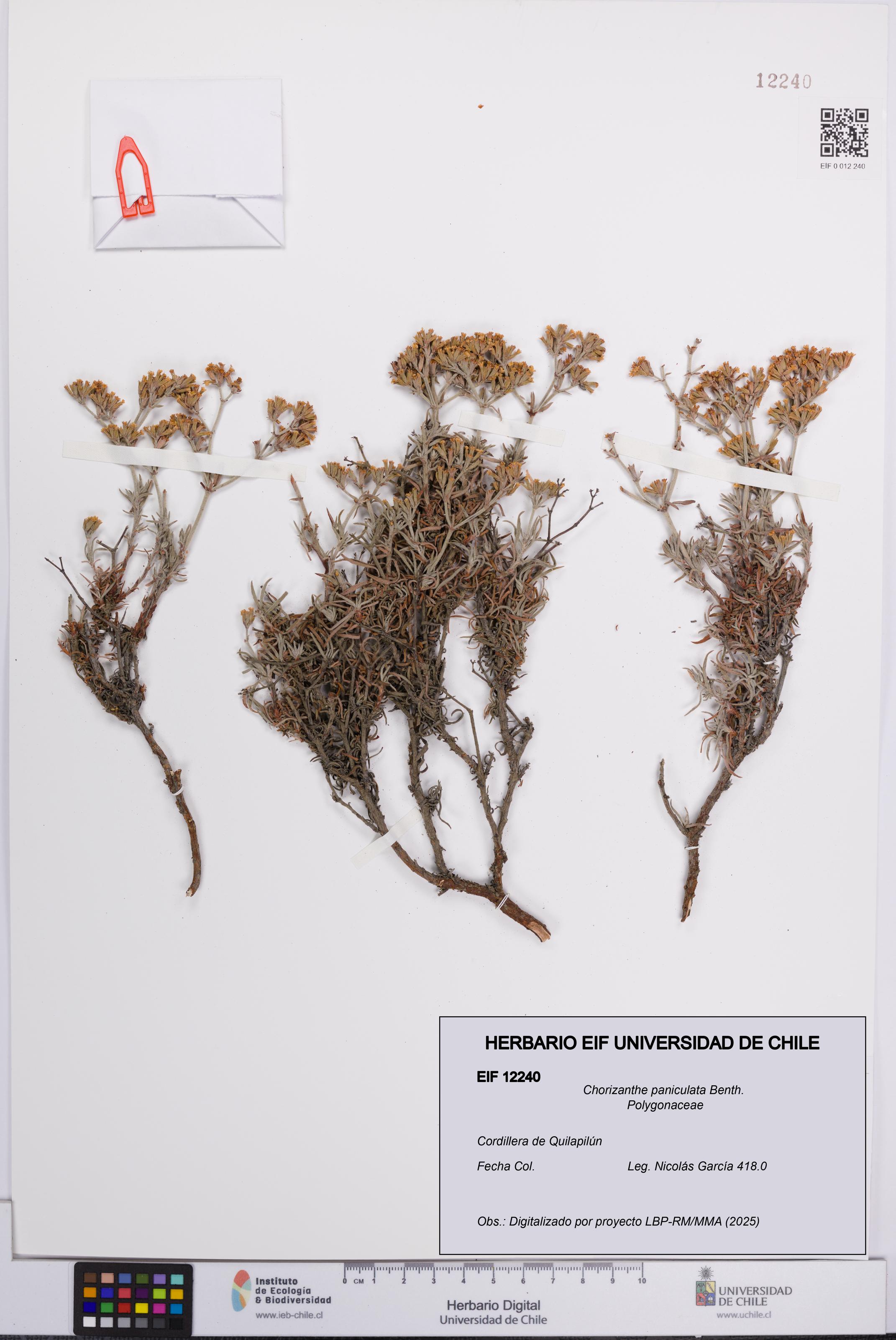 Chorizanthe paniculata [Espécimen: UCH:EIF:0012240]