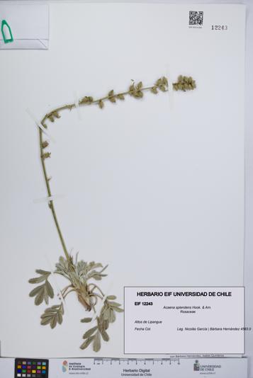 Acaena splendens [Espécimen: UCH:EIF:0012243]