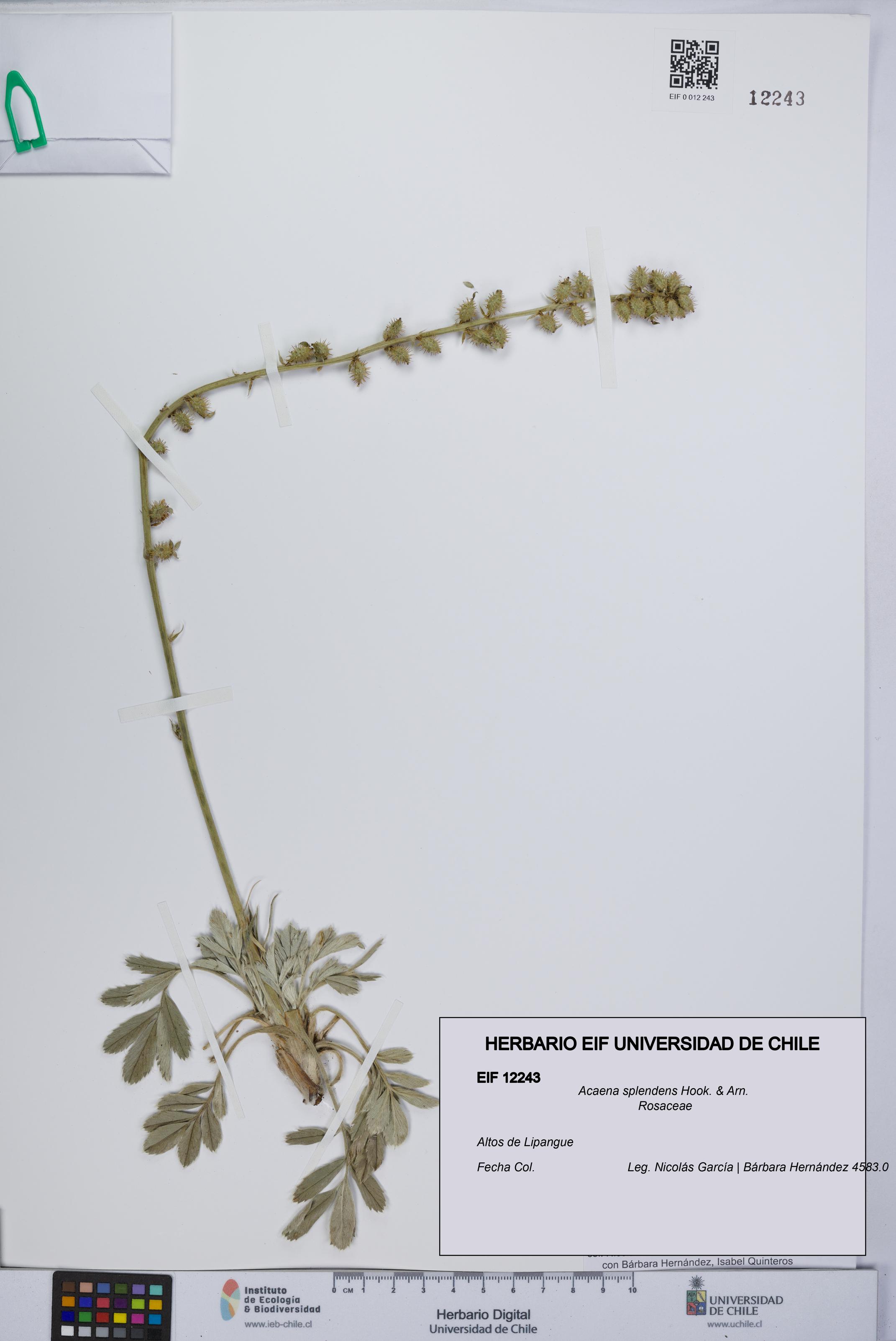 Acaena splendens [Espécimen: UCH:EIF:0012243]