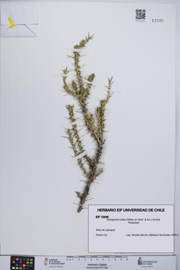 Tetraglochin alata [Espécimen: UCH:EIF:0012245]