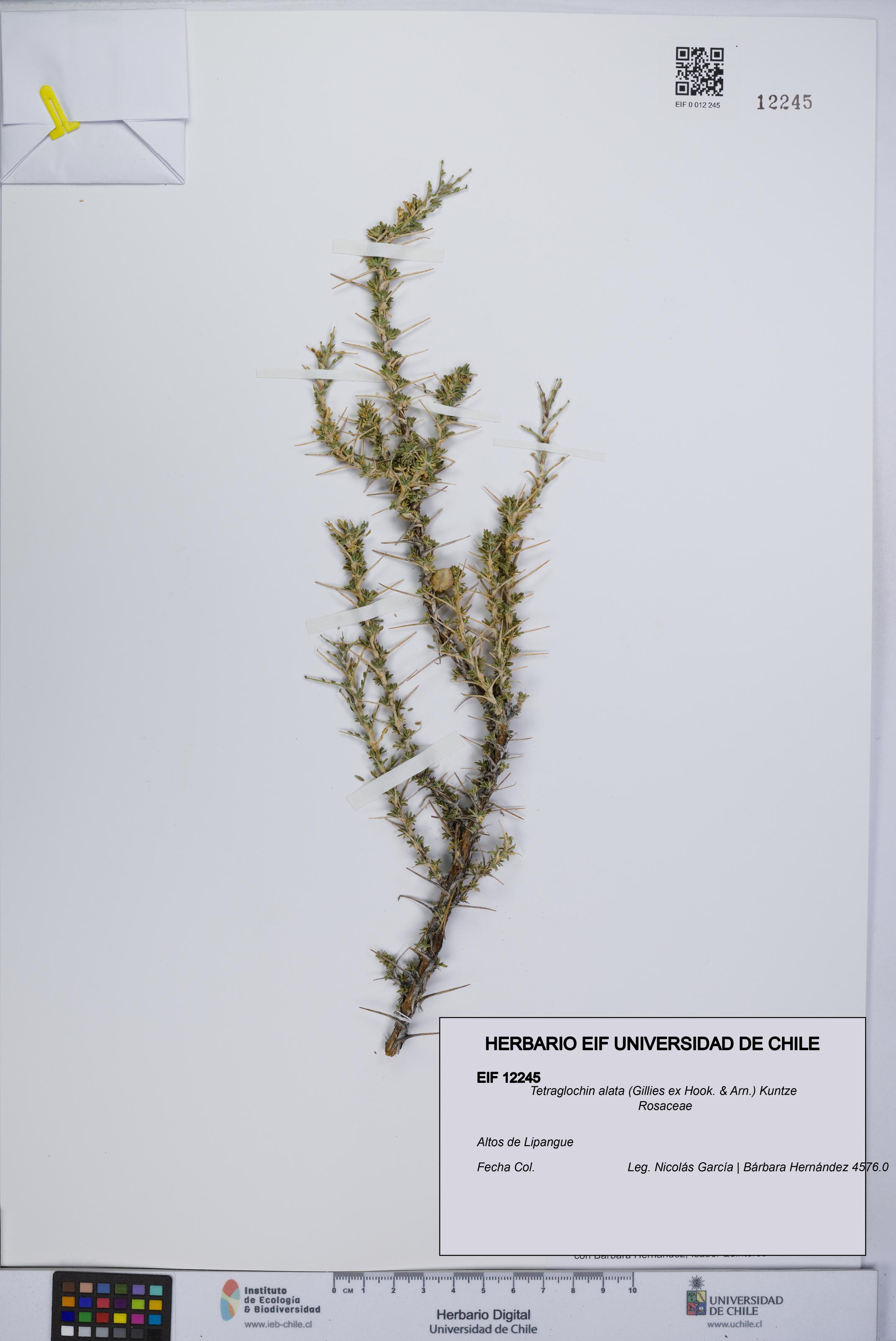 Tetraglochin alata [Espécimen: UCH:EIF:0012245]