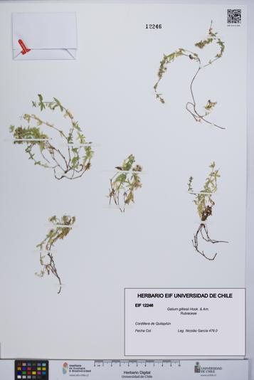 Galium gilliesii [Espécimen: UCH:EIF:0012246]