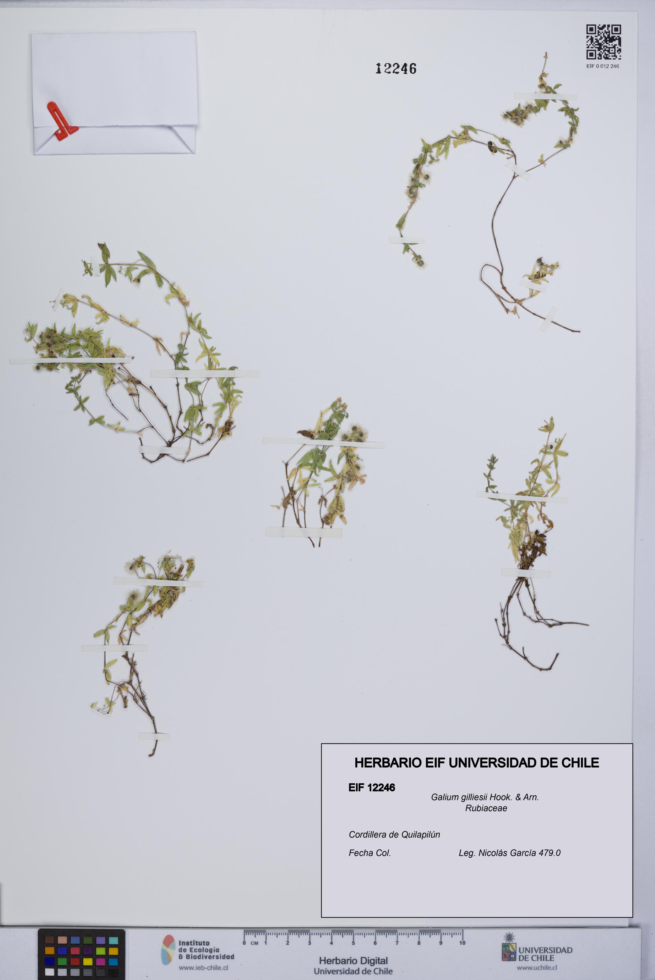 Galium gilliesii [Espécimen: UCH:EIF:0012246]