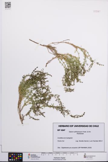 Galium suffruticosum [Espécimen: UCH:EIF:0012247]