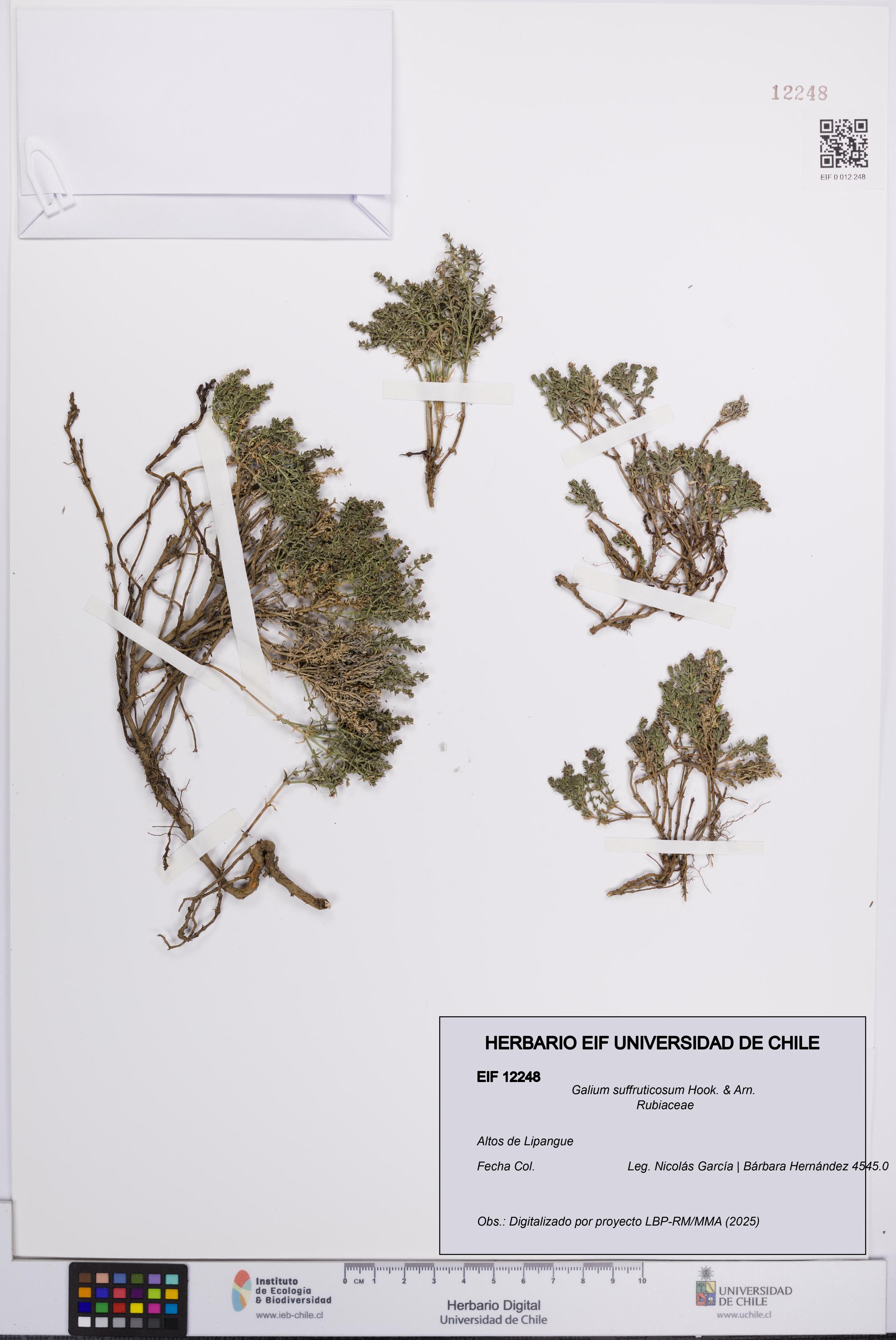 Galium suffruticosum [Espécimen: UCH:EIF:0012248]