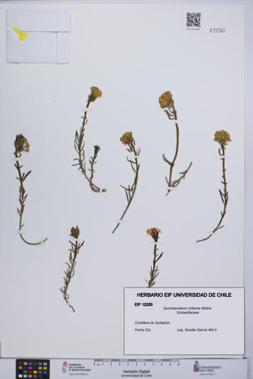Quinchamalium chilense [Espécimen: UCH:EIF:0012250]