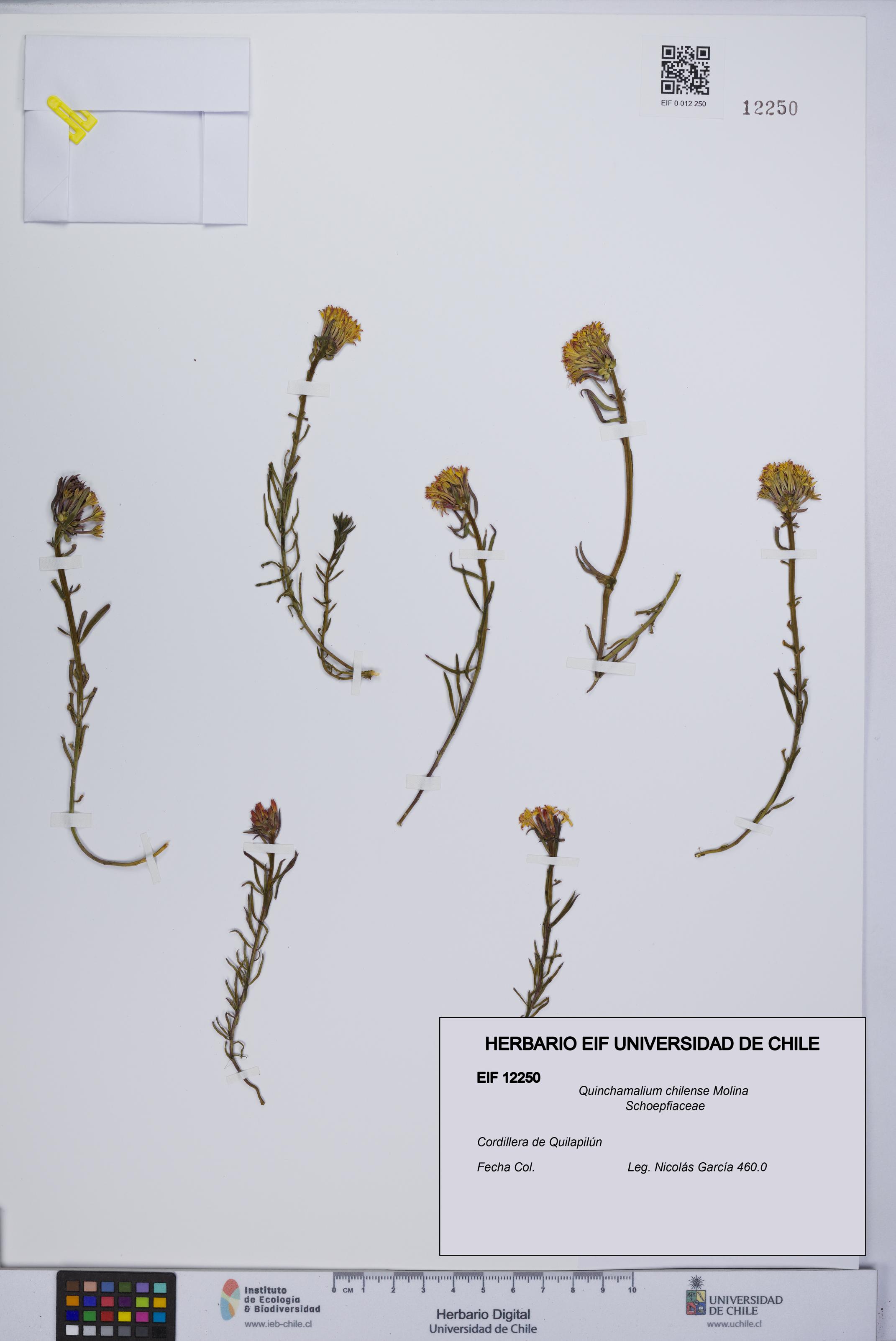 Quinchamalium chilense [Espécimen: UCH:EIF:0012250]