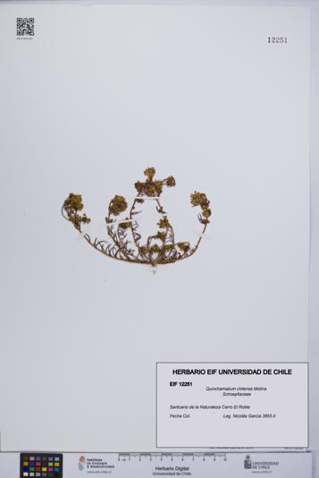 Quinchamalium chilense [Espécimen: UCH:EIF:0012251]