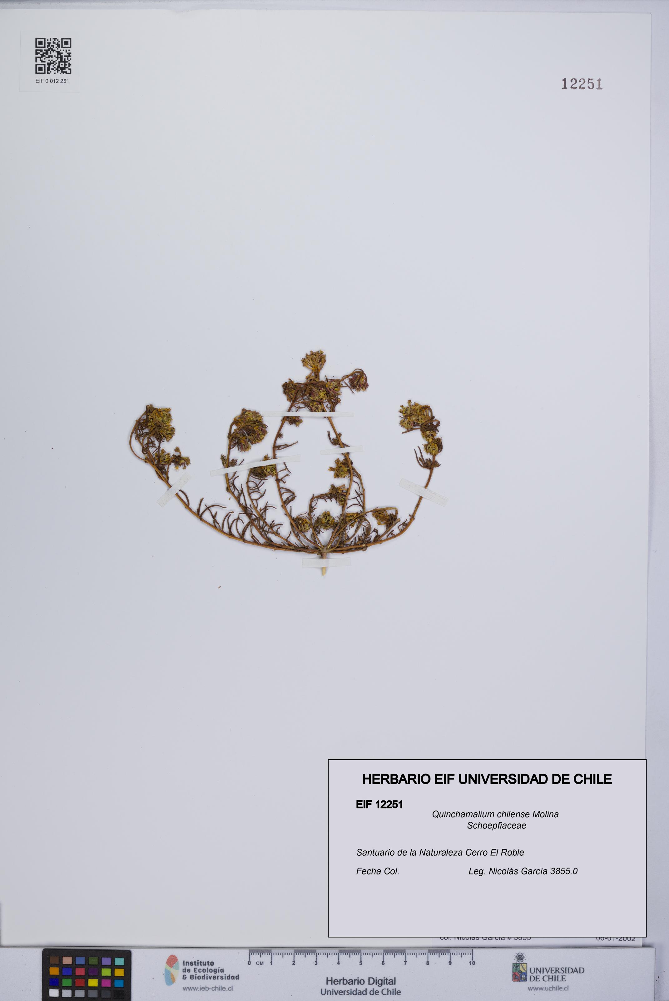 Quinchamalium chilense [Espécimen: UCH:EIF:0012251]