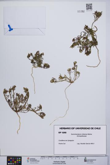 Quinchamalium chilense [Espécimen: UCH:EIF:0012252]