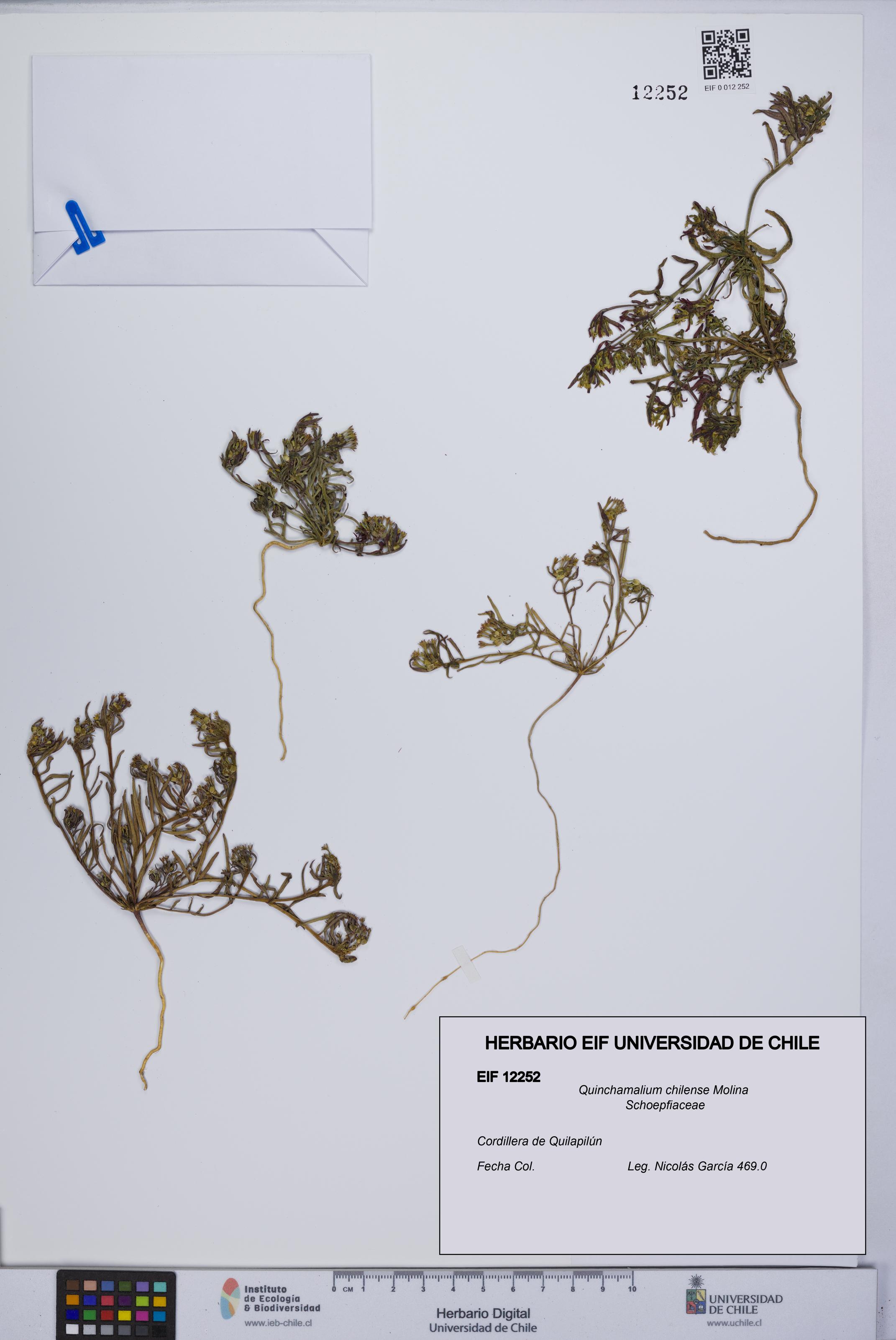 Quinchamalium chilense [Espécimen: UCH:EIF:0012252]