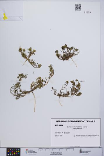 Quinchamalium chilense [Espécimen: UCH:EIF:0012253]