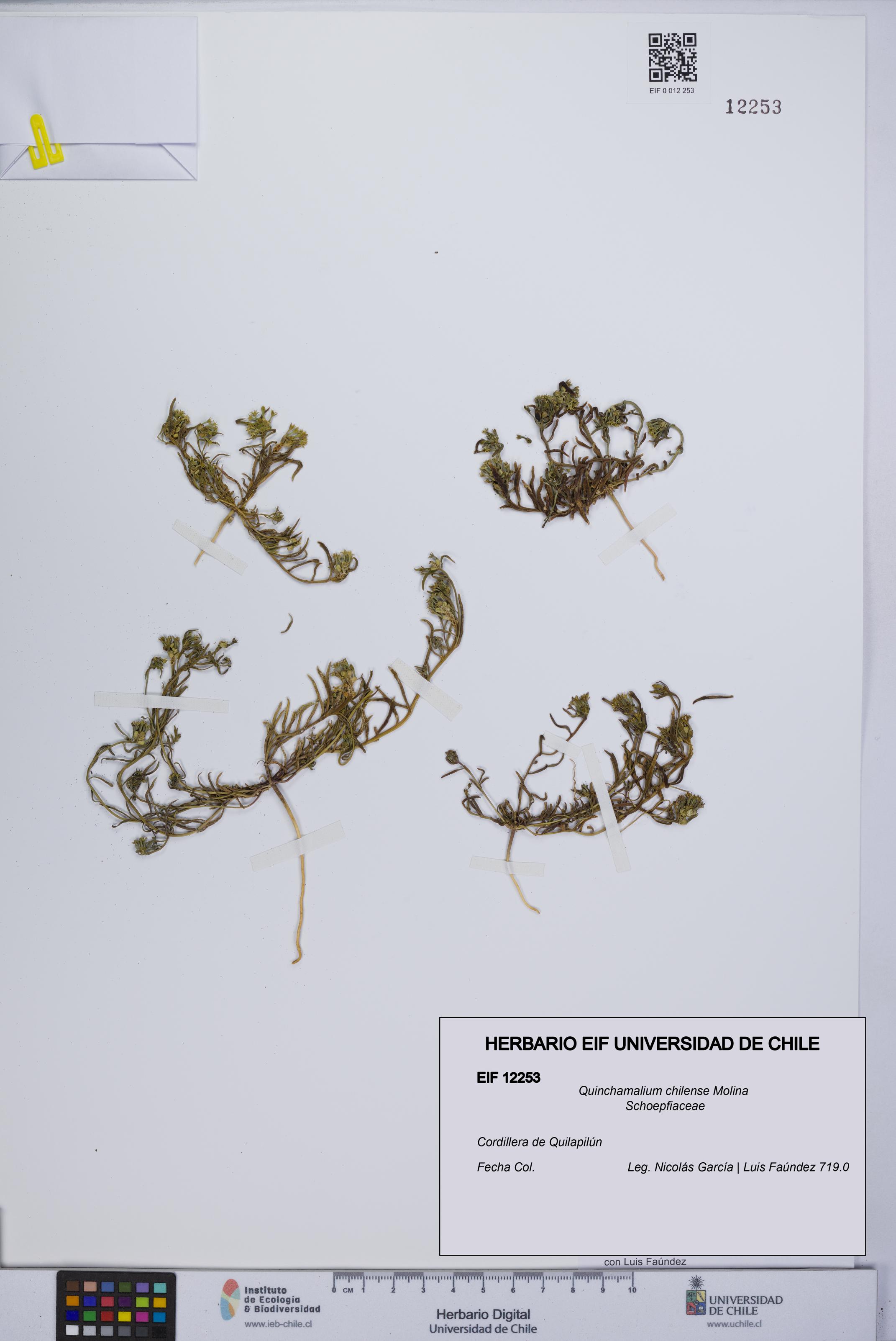 Quinchamalium chilense [Espécimen: UCH:EIF:0012253]