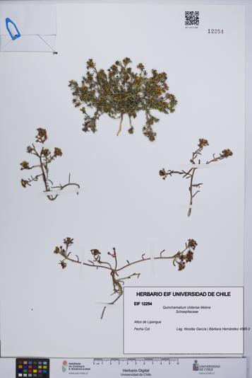 Quinchamalium chilense [Espécimen: UCH:EIF:0012254]