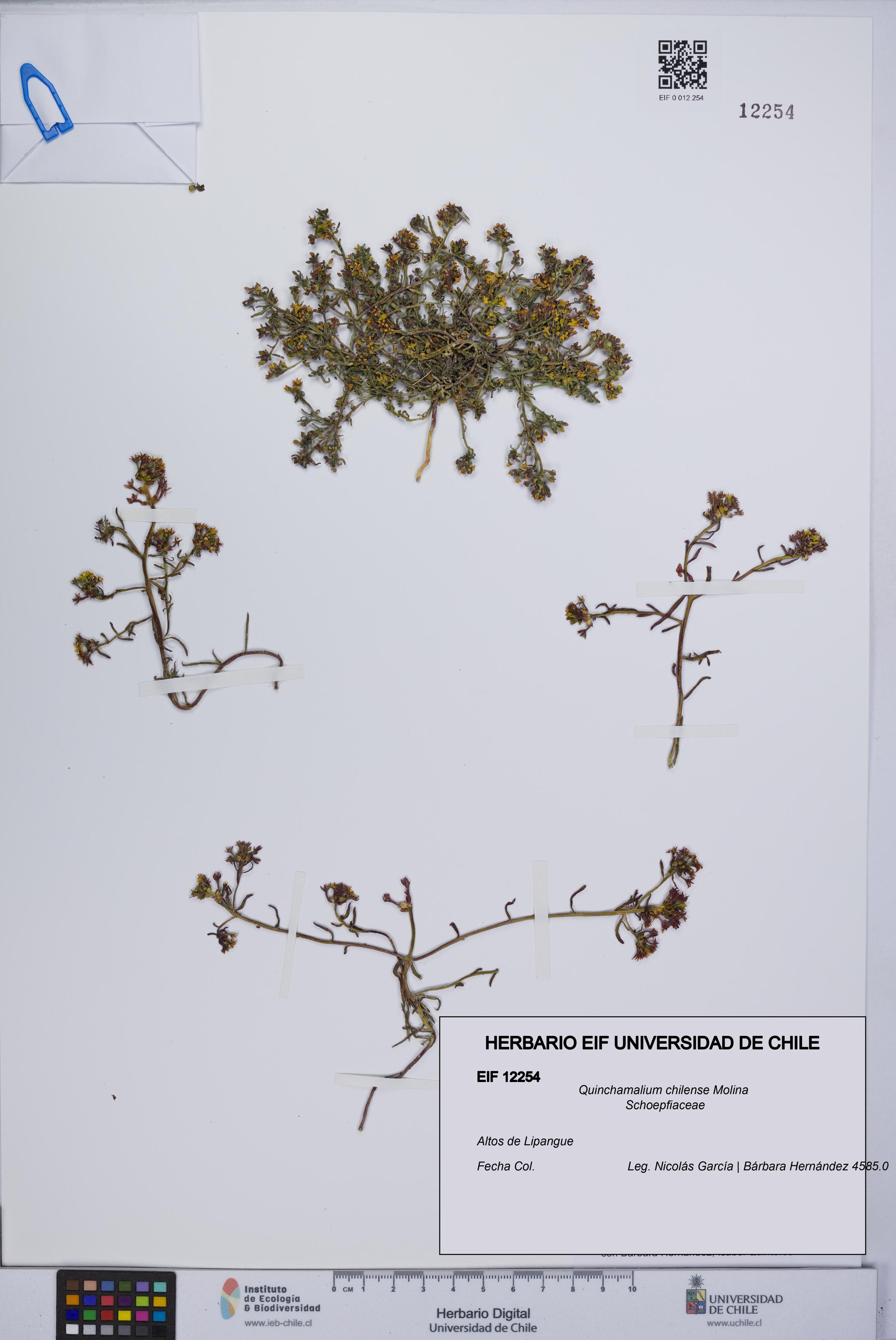 Quinchamalium chilense [Espécimen: UCH:EIF:0012254]